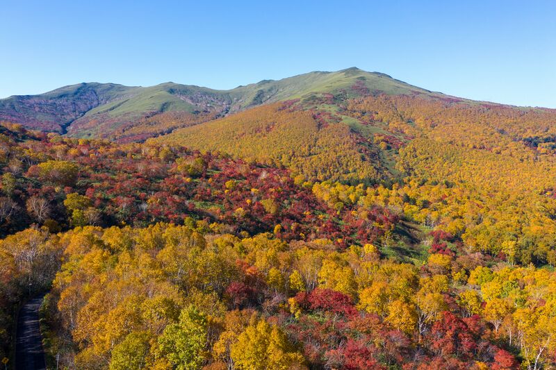 Best Places to See Autumn Leaves in Niseko